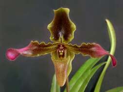 Image de Paphiopedilum hirsutissimum (Lindl. ex Hook.) Stein