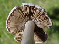 Imagem de Inocybe erubescens A. Blytt 1905