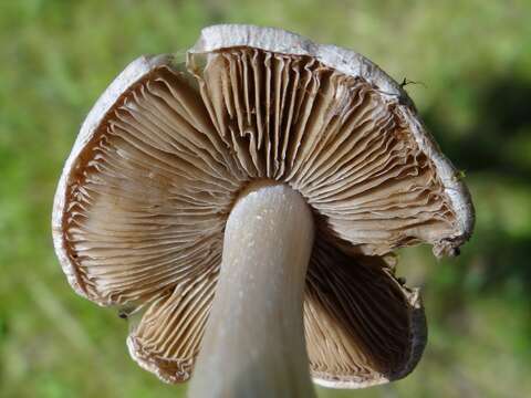 Image of Inocybe erubescens A. Blytt 1905