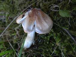 Imagem de Inocybe erubescens A. Blytt 1905