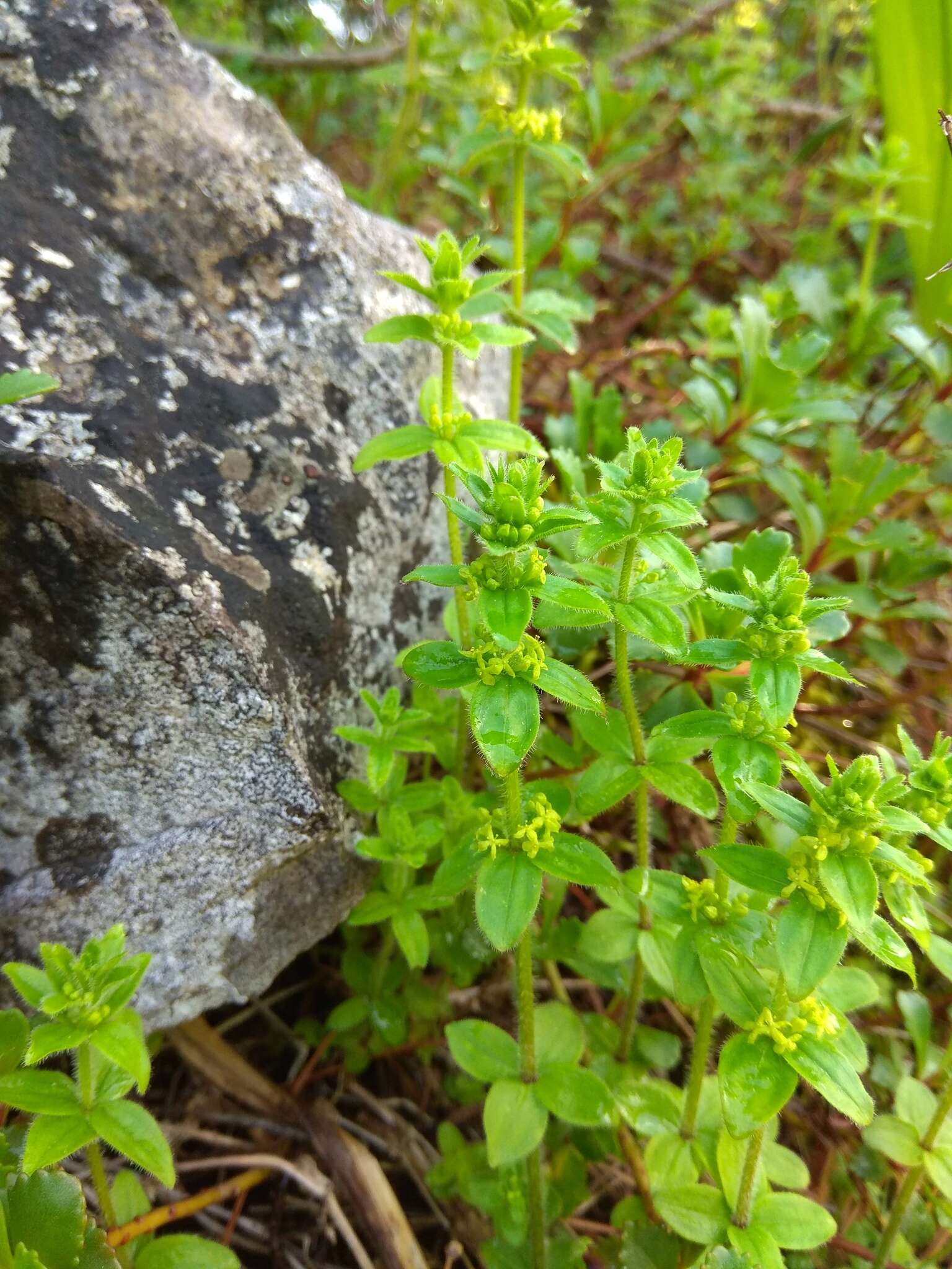 Image of Cruciata glabra subsp. krylovii (Iljin) E. G. Naumova