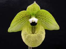 Sivun Paphiopedilum malipoense S. C. Chen & Z. H. Tsi kuva