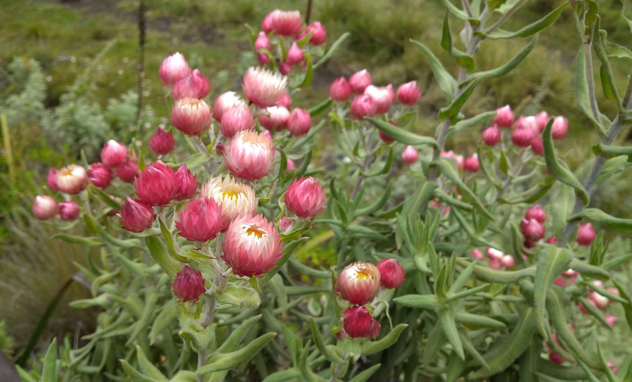 Image of everlasting-flower