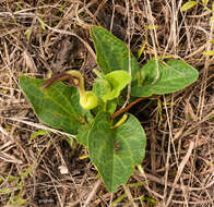 Image of Aristolochia sessilifolia (Klotzsch) Malme