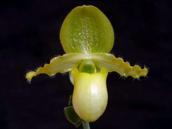 Image of Primrose Yellow Paphiopedilum