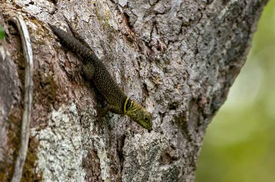 Image of Tropical Thornytail Iguana