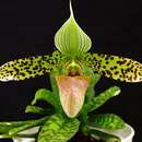 Sivun Paphiopedilum sukhakulii Schoser & Senghas kuva