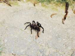 Image of Amazon Blue Bloom Tarantula