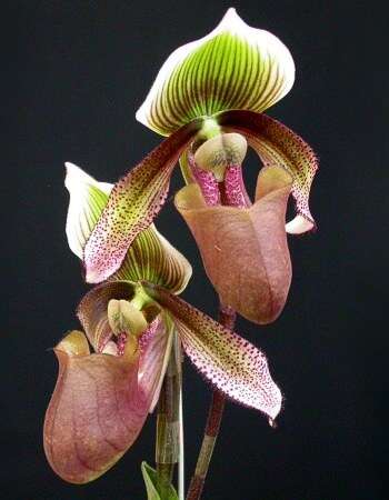 Image de Paphiopedilum superbiens (Rchb. fil.) Stein