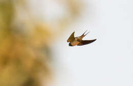 Hirundo lucida Hartlaub 1858 resmi