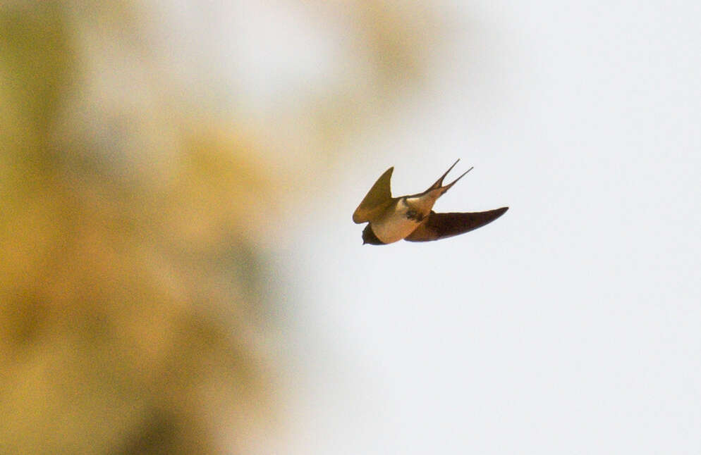 Hirundo lucida Hartlaub 1858 resmi