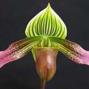 Слика од Paphiopedilum urbanianum Fowlie