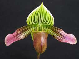 Image de Paphiopedilum urbanianum Fowlie