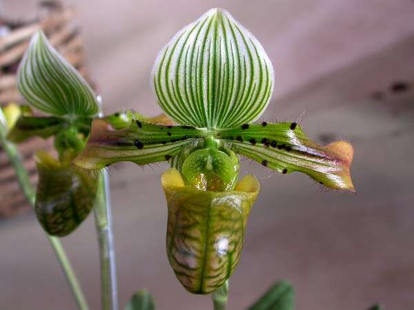 Sivun Paphiopedilum venustum (Wall. ex Sims) Pfitzer kuva