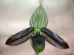 Image de Paphiopedilum wardii Summerh.