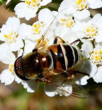 Image of Yellow-shouldered Drone Fly