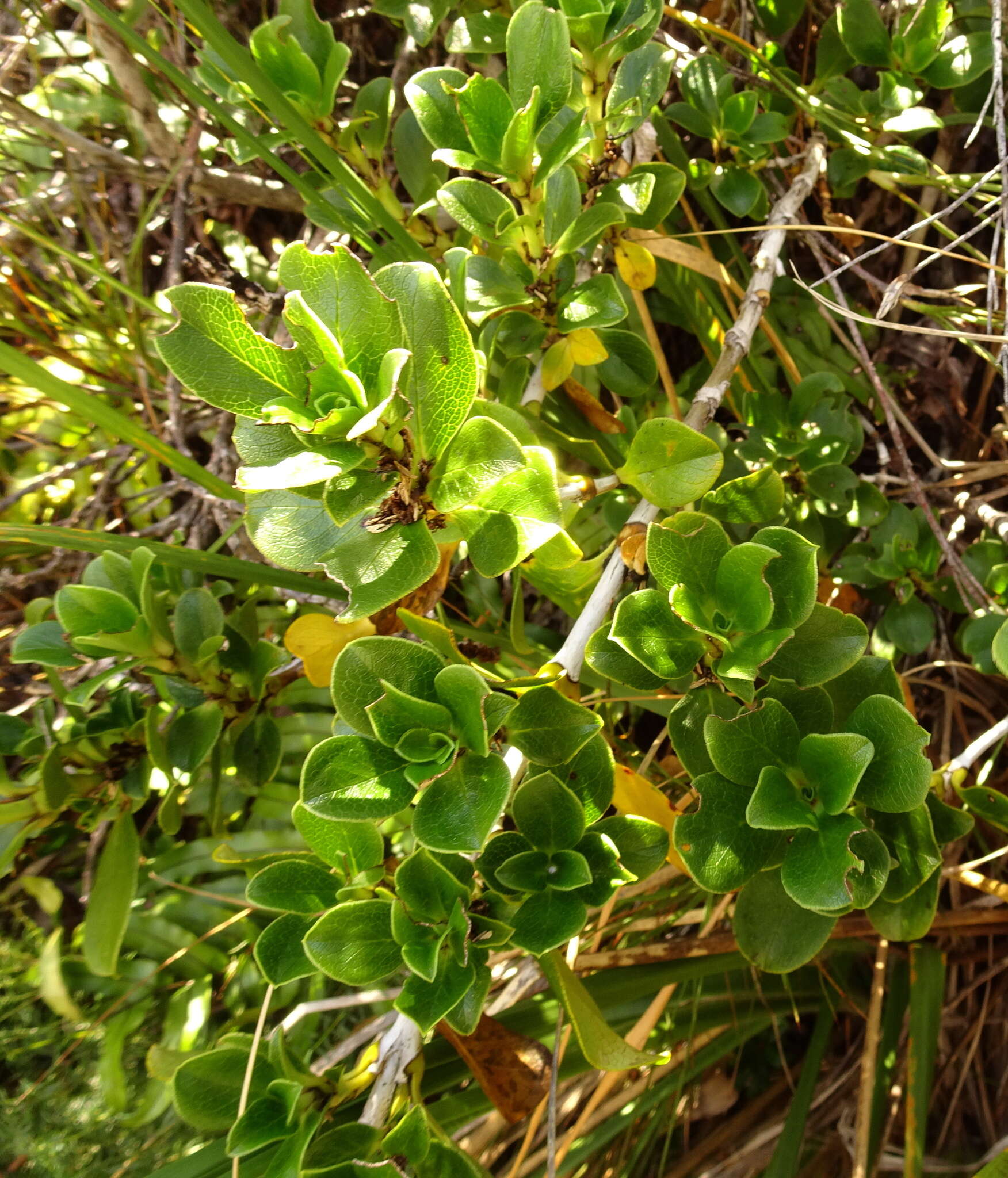 Image de Coprosma serrulata Hook. fil. ex Buchanan