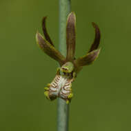 Image de Eulophia andamanensis Rchb. fil.