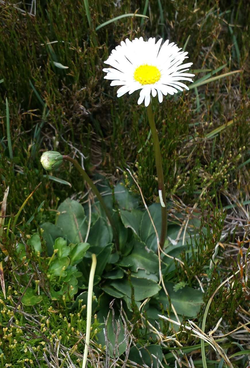 Image of Brachyscome decipiens Hook. fil.