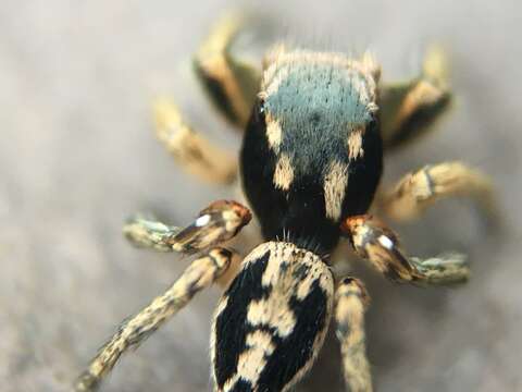 Image of Habronattus pyrrithrix (Chamberlin 1924)