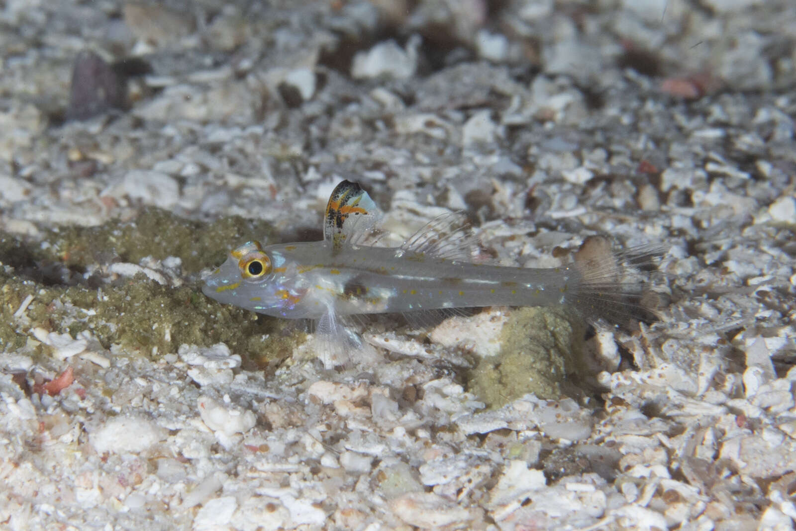 Fusigobius signipinnis Hoese & Obika 1988 resmi