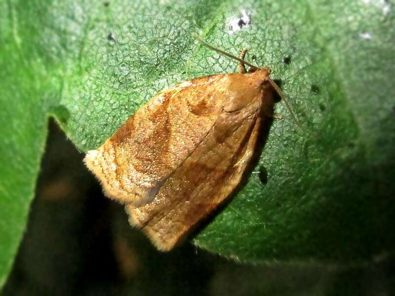 Image of Rose Tortrix