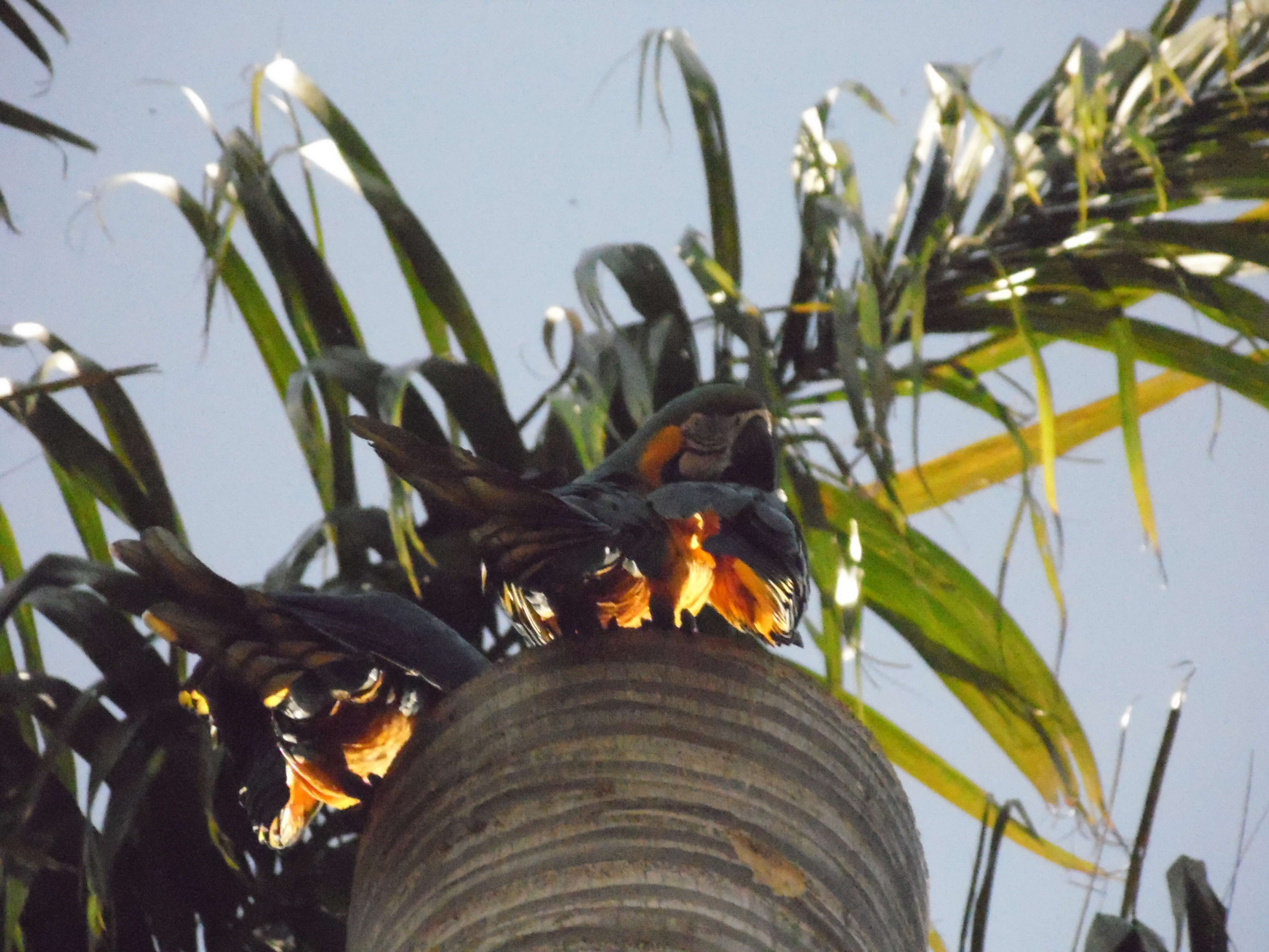 Image of Blue-and-yellow Macaw