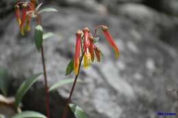 Imagem de Lobelia laxiflora Kunth