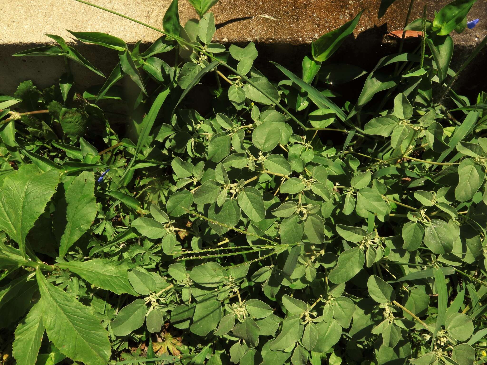 Image of threeseed croton