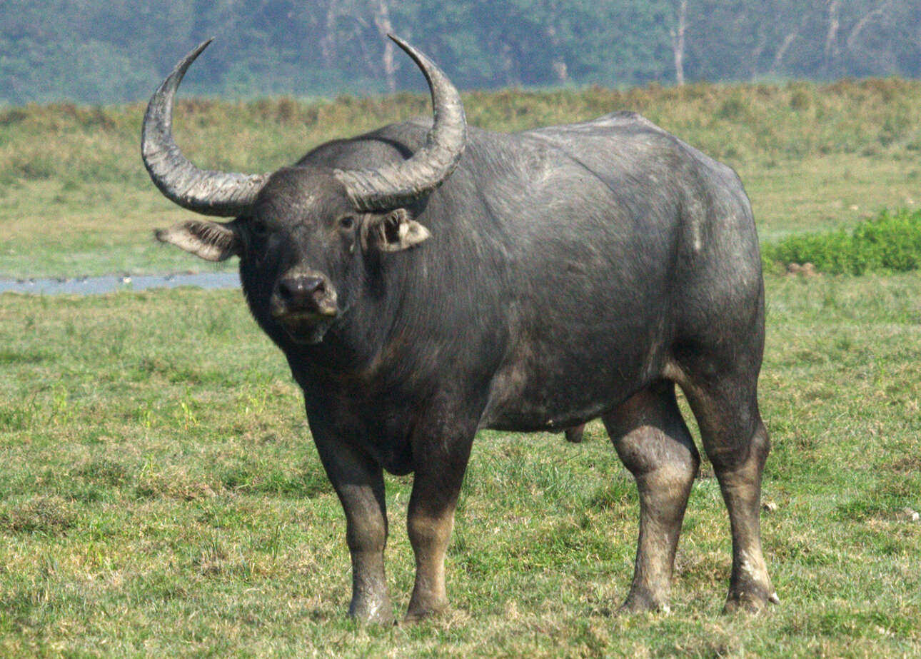 Image of Asian Buffalo
