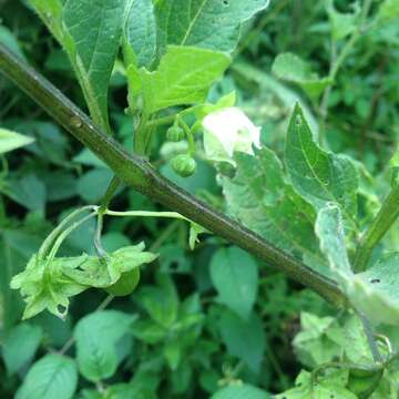 Image of creeping false holly