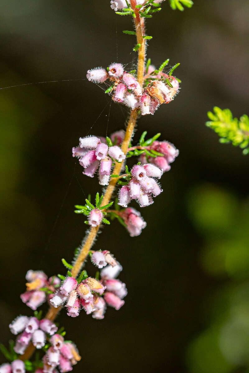 Image of Erica parviflora var. parviflora