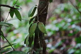 Image of Hoya acuta Haw.