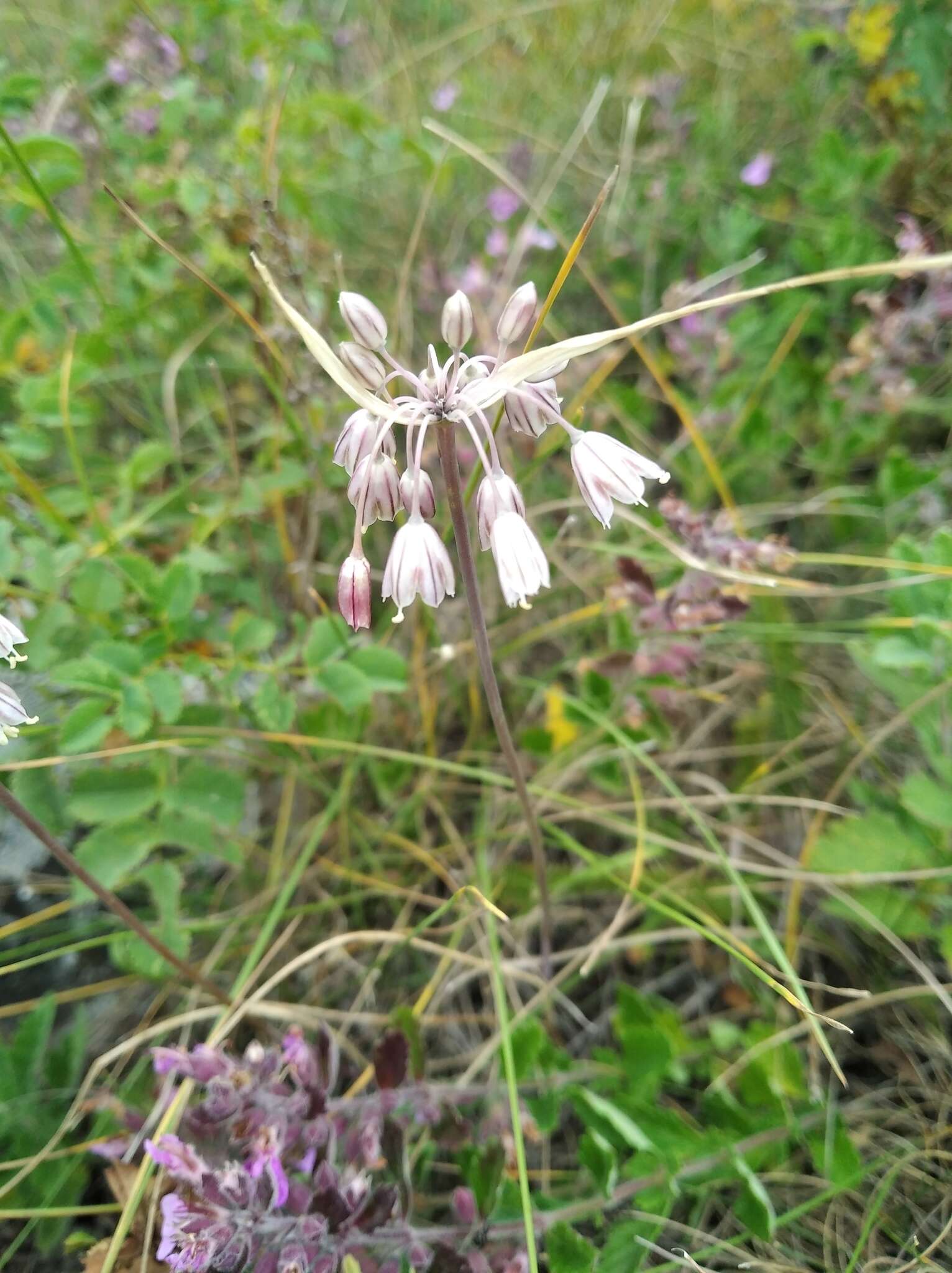 Image of Mediterranean onion