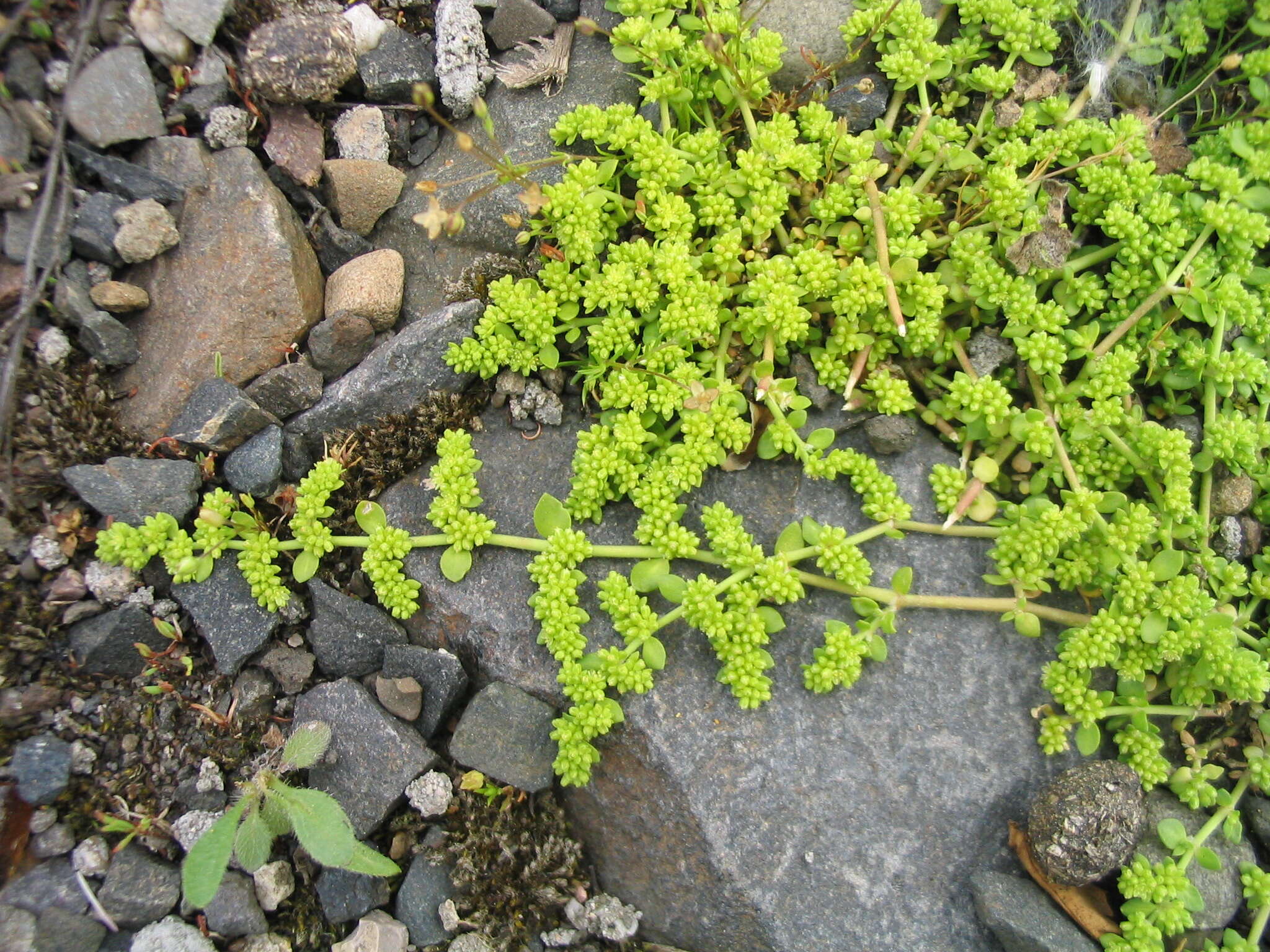 Image of smooth rupturewort