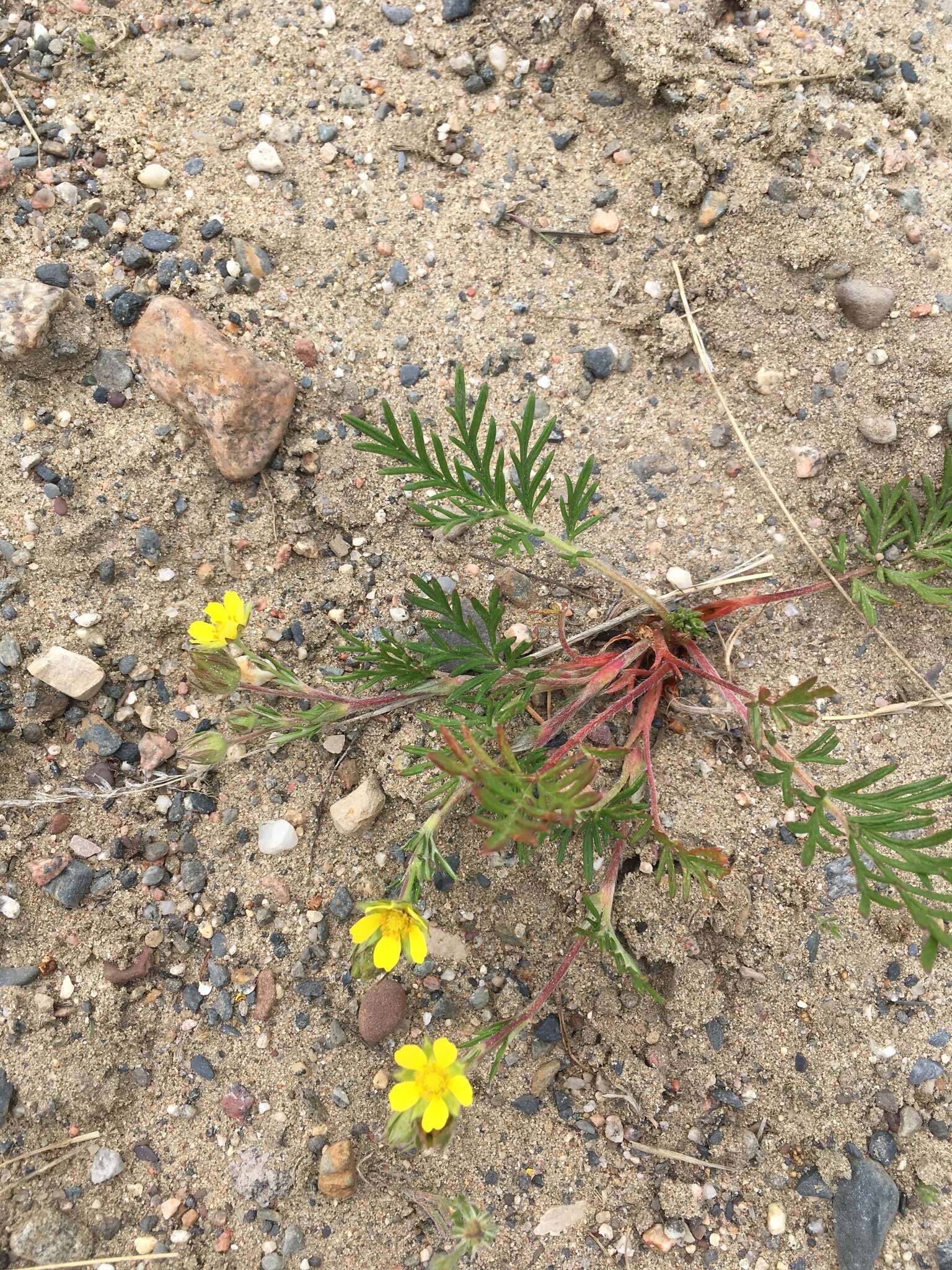 Image of staghorn cinquefoil