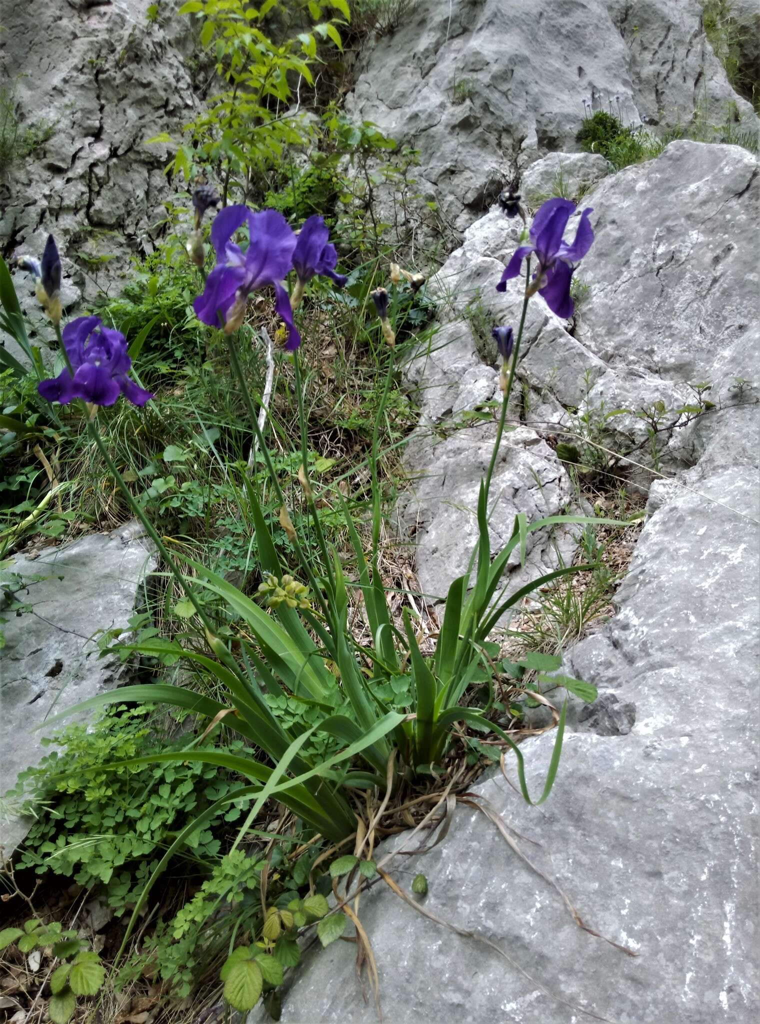 Imagem de Iris pallida subsp. illyrica (Tomm. ex Vis.) K. Richt.