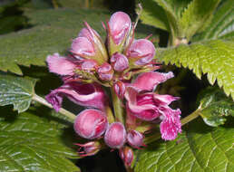 Image of Lamium orvala L.