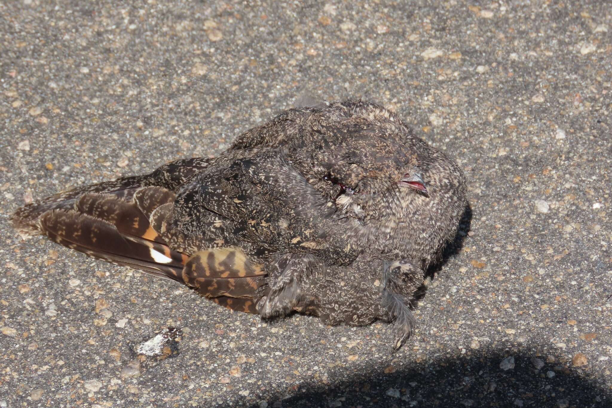 Image of Freckled Nightjar