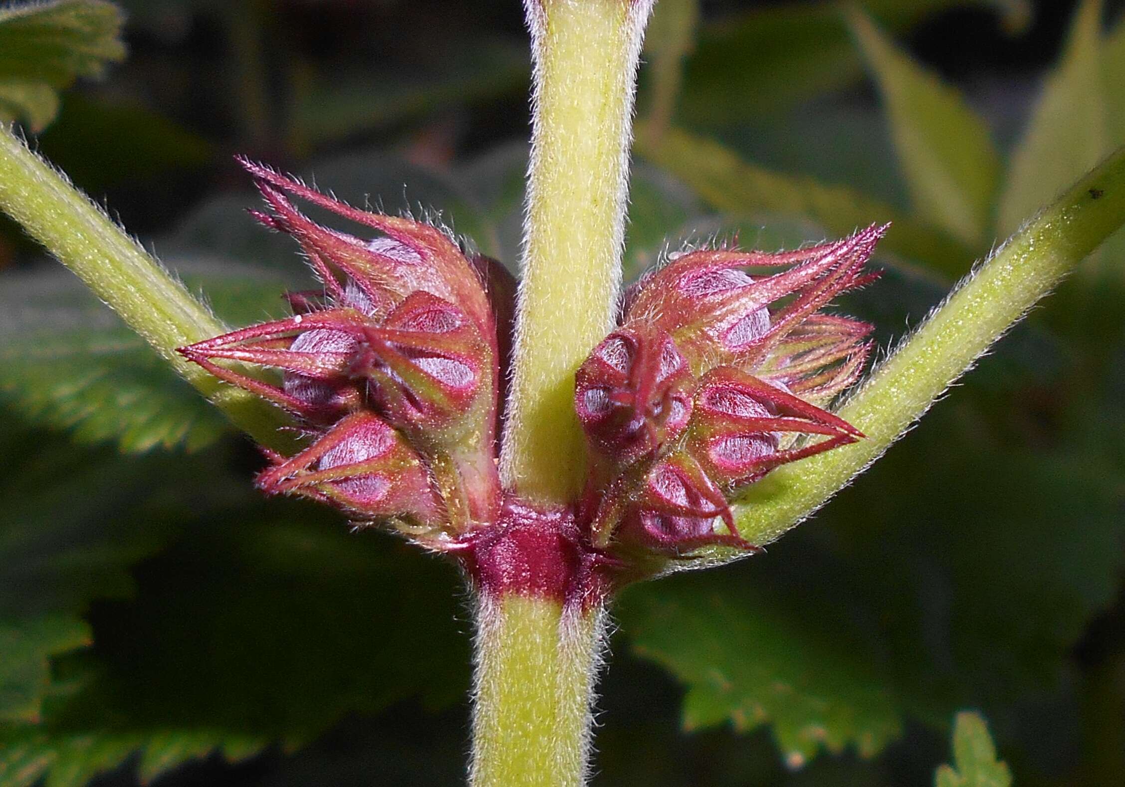 Image of Lamium orvala L.