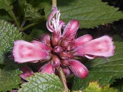 Image of Lamium orvala L.