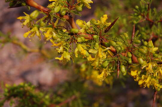 Image of Parkinsonia andicola