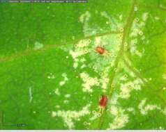 Image of Two-spotted spider mite