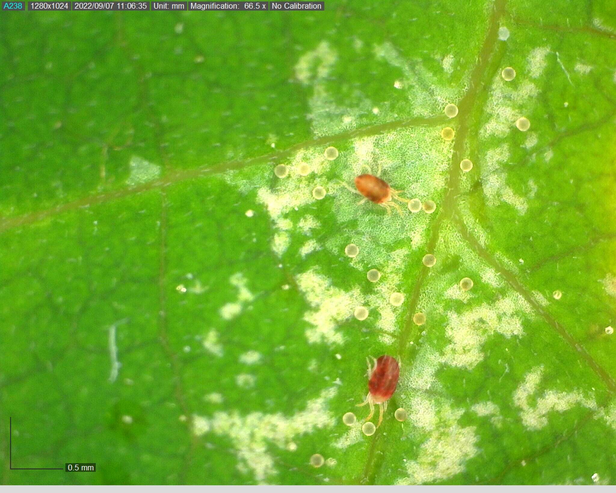 Image of Two-spotted spider mite