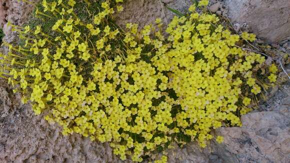 Image of Dionysia