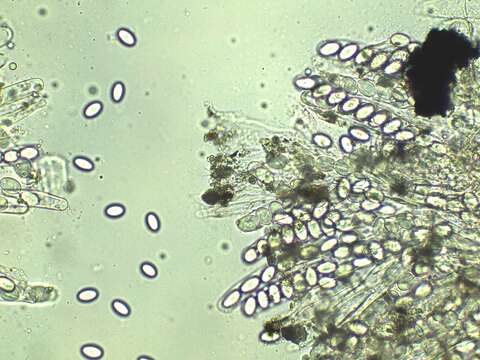 صورة Pyronema