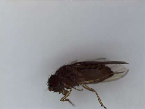 Image of Pomace fly