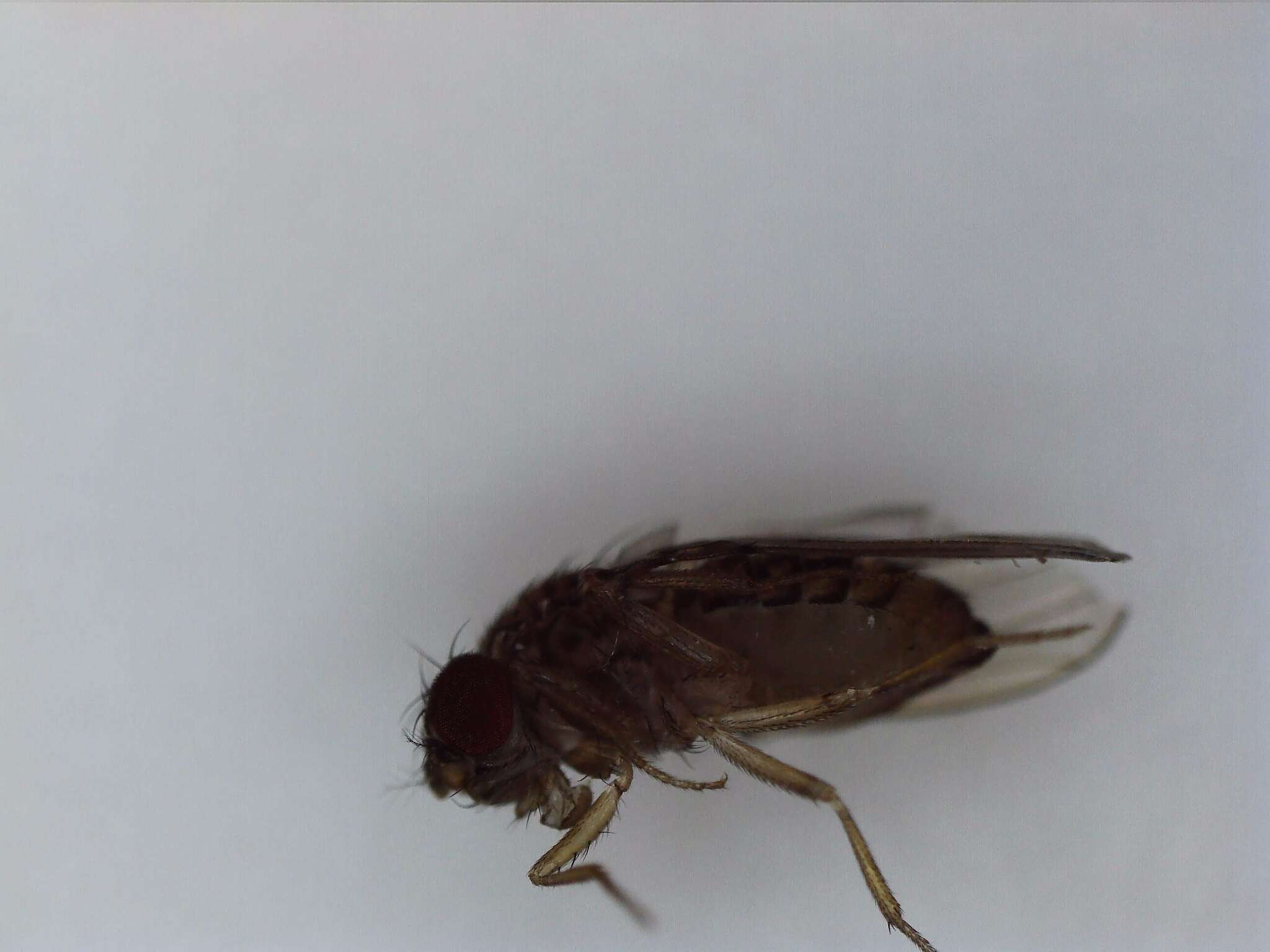 Image of Pomace fly