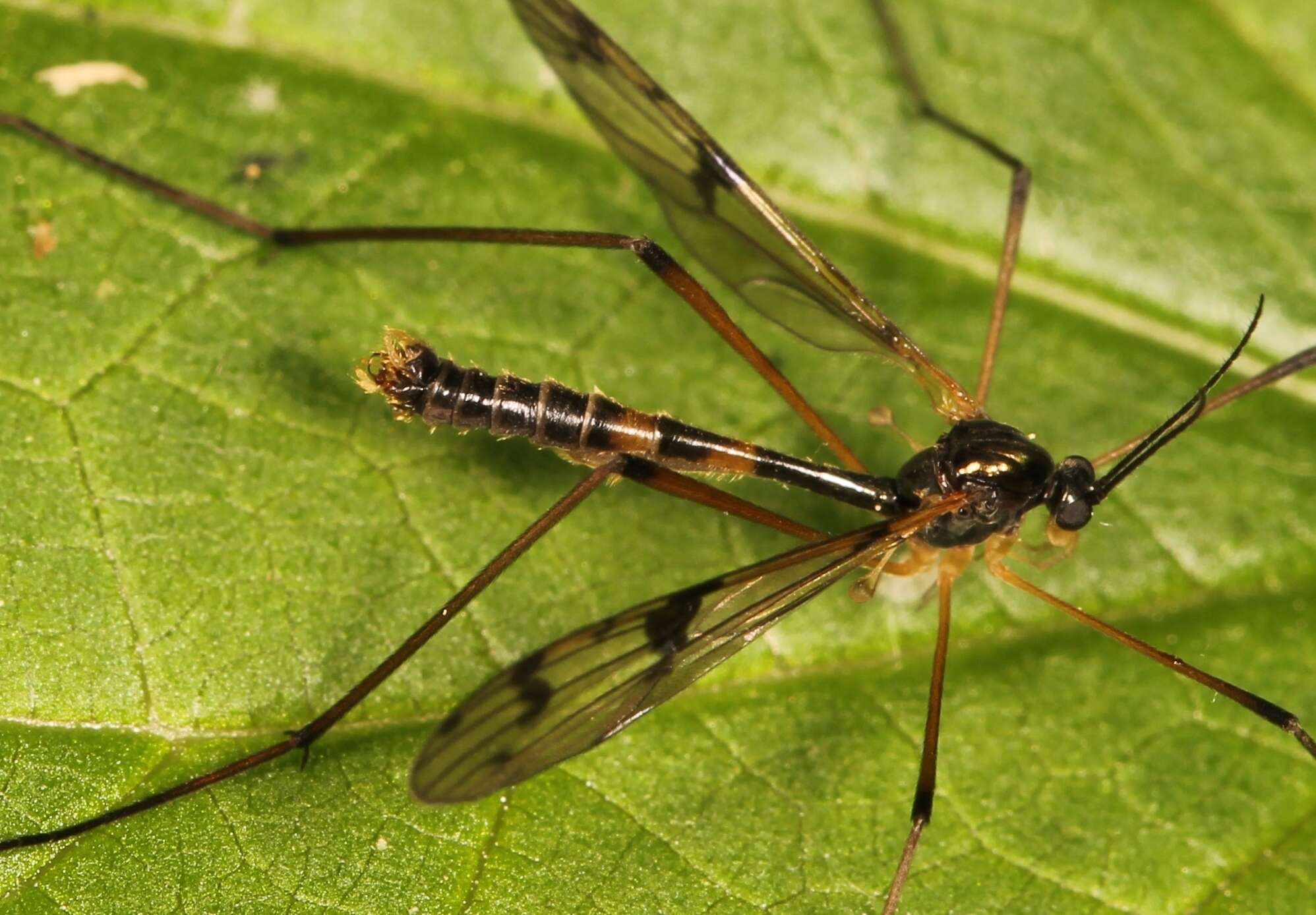 Imagem de Ptychoptera lacustris Meigen 1830