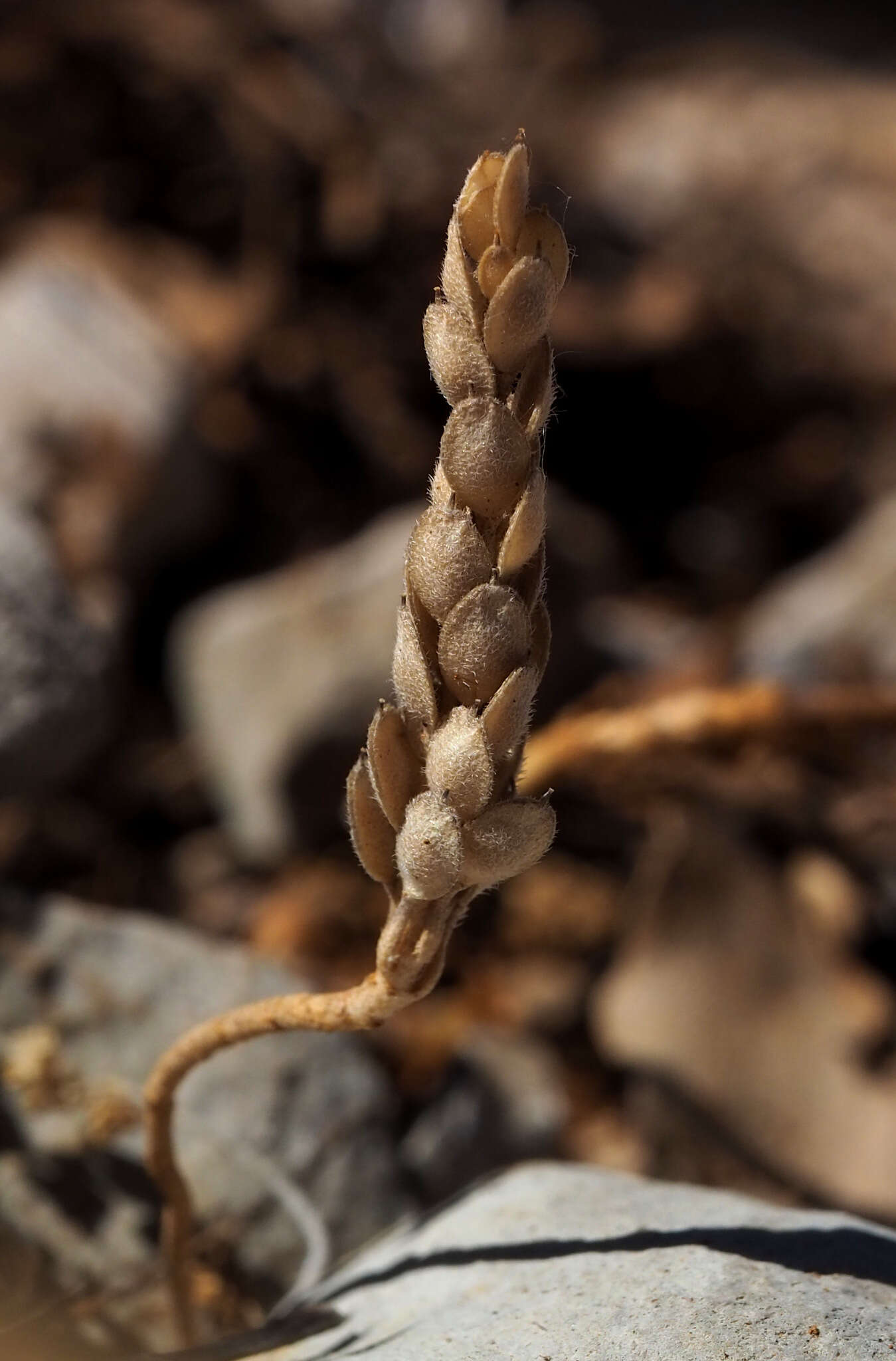 Sivun Alyssum minutum Schlecht. ex DC. kuva